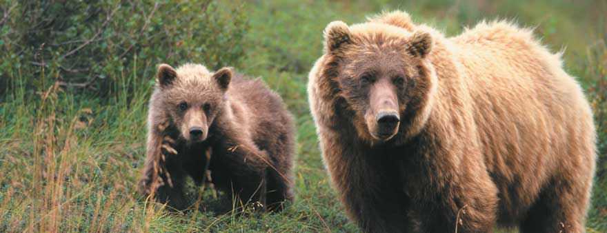 Wildlife